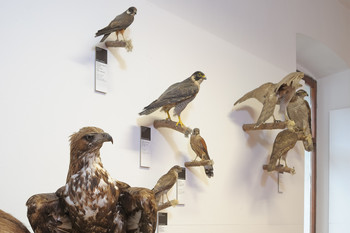  Natural History Collection <em>Foto: Janez Pelko</em>