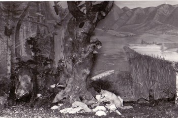 Divja svinja in družina lisic v gozdni diorami, Prirodoslovna zbirka, september 1960. <em>Foto: Tomaž Planina</em>