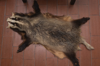 Marko Kociper: The Badger and the Rest of the World <em>Foto: Lucija Rosc</em>