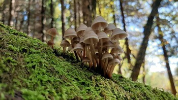 Mycena inclinata (pripognjena čeladica) <em>Foto: Luka Šparl</em>