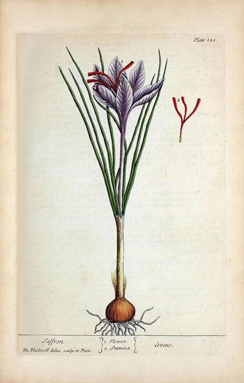 Slika žafrana iz knjige A Curious Herbal‘, 1737, avtorica Elizabeth Blackwell. Hrani National Library of Medicine (spletni vir). 